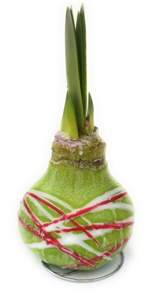 Waxz® Amarylliszwiebel (Hippeastrum Hybride), Picasso in der Farbe: grün