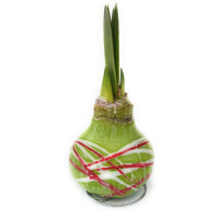 Waxz&reg; Amarylliszwiebel (Hippeastrum Hybride), Picasso in der Farbe: gr&uuml;n