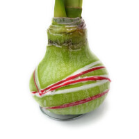 Waxz&reg; Amarylliszwiebel (Hippeastrum Hybride), Picasso in der Farbe: gr&uuml;n
