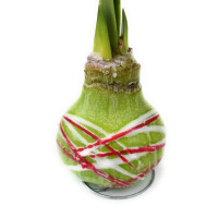 Waxz&reg; Amarylliszwiebel (Hippeastrum Hybride), Picasso in der Farbe: gr&uuml;n