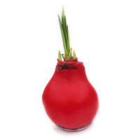 Waxz&reg; Amarylliszwiebel (Hippeastrum Hybride), Happy in der Farbe: rot