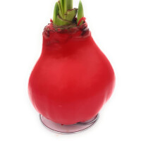 Waxz&reg; Amarylliszwiebel (Hippeastrum Hybride), Happy in der Farbe: rot