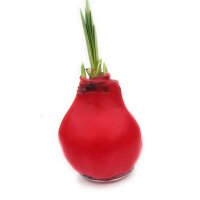 Waxz® Amarylliszwiebel (Hippeastrum Hybride), Happy...