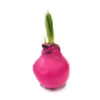 Waxz&reg; Amarylliszwiebel (Hippeastrum Hybride), Happy in der Farbe: rosa