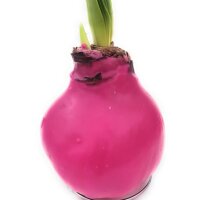 Waxz&reg; Amarylliszwiebel (Hippeastrum Hybride), Happy in der Farbe: rosa