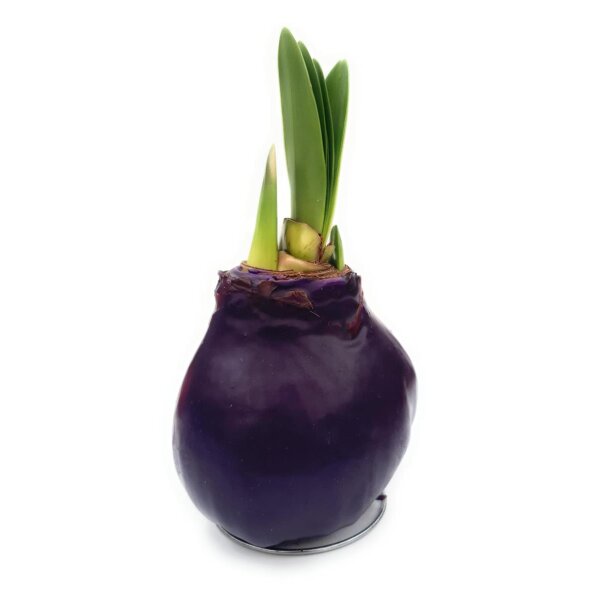 Waxz® Amarylliszwiebel (Hippeastrum Hybride), Happy in der Farbe: violett