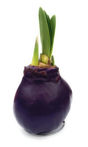 Waxz® Amarylliszwiebel (Hippeastrum Hybride), Happy in der Farbe: violett