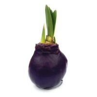 Waxz&reg; Amarylliszwiebel (Hippeastrum Hybride), Happy in der Farbe: violett