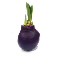 Waxz&reg; Amarylliszwiebel (Hippeastrum Hybride), Happy in der Farbe: violett