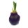Waxz® Amarylliszwiebel (Hippeastrum Hybride), Happy in der Farbe: violett