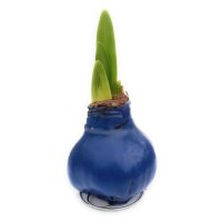 Waxz&reg; Amarylliszwiebel (Hippeastrum Hybride), Happy in der Farbe: blau