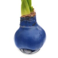 Waxz&reg; Amarylliszwiebel (Hippeastrum Hybride), Happy in der Farbe: blau
