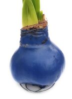 Waxz&reg; Amarylliszwiebel (Hippeastrum Hybride), Happy in der Farbe: blau