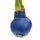 Waxz® Amarylliszwiebel (Hippeastrum Hybride), Happy in der Farbe: blau