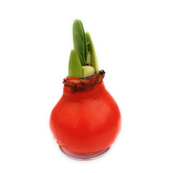 Waxz® Amarylliszwiebel (Hippeastrum Hybride), Happy in der Farbe: orange