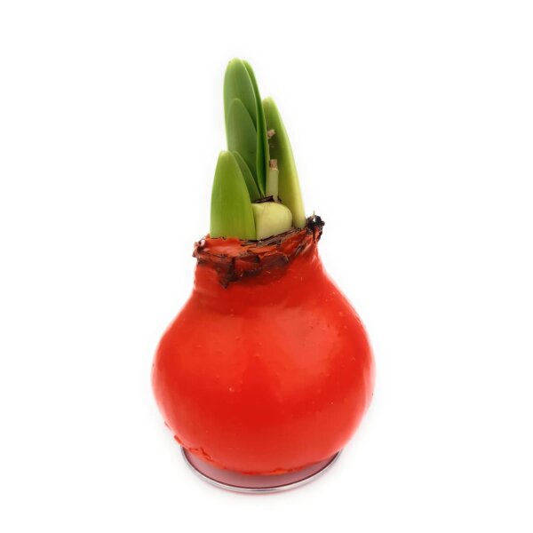 Waxz® Amarylliszwiebel (Hippeastrum Hybride), Happy...