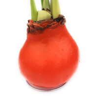Waxz&reg; Amarylliszwiebel (Hippeastrum Hybride), Happy in der Farbe: orange