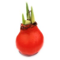 Waxz® Amarylliszwiebel (Hippeastrum Hybride), Happy...