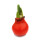 Waxz® Amarylliszwiebel (Hippeastrum Hybride), Happy in der Farbe: orange