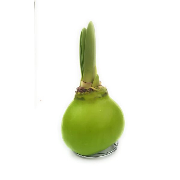 Waxz® Amarylliszwiebel (Hippeastrum Hybride), Happy in der Farbe: hellgrün