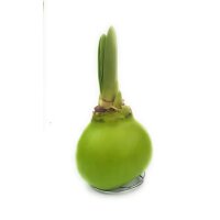 Waxz&reg; Amarylliszwiebel (Hippeastrum Hybride), Happy in der Farbe: hellgr&uuml;n