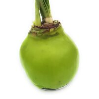 Waxz&reg; Amarylliszwiebel (Hippeastrum Hybride), Happy in der Farbe: hellgr&uuml;n