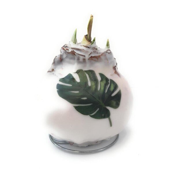 Waxz® Amarylliszwiebel (Hippeastrum Hybride), Botanik, Motiv: Monstera