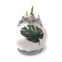 Waxz&reg; Amarylliszwiebel (Hippeastrum Hybride), Botanik, Motiv: Monstera