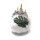 Waxz® Amarylliszwiebel (Hippeastrum Hybride), Botanik, Motiv: Monstera