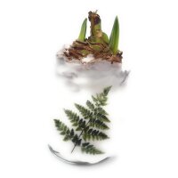 Waxz&reg; Amarylliszwiebel (Hippeastrum Hybride), Botanik, Motiv: Farn