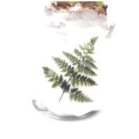 Waxz&reg; Amarylliszwiebel (Hippeastrum Hybride), Botanik, Motiv: Farn