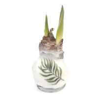 Waxz&reg; Amarylliszwiebel (Hippeastrum Hybride), Botanik, Motiv: Blatt