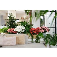 Zimmer Azalee, (Rhododendron-Simsii-Hybride), Sorte: Christine Belli weiss, im ca. 13cm Topf, ca. 25cm hoch