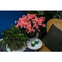 Zimmer Azalee, (Rhododendron-Simsii-Hybride), Sorte: Christine Belli Matton rosa, im ca. 13cm Topf, ca. 25cm hoch