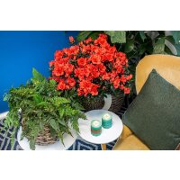 Zimmer Azalee, (Rhododendron-Simsii-Hybride), Sorte: Christine Belli Siena rot, im ca. 13cm Topf, ca. 25cm hoch
