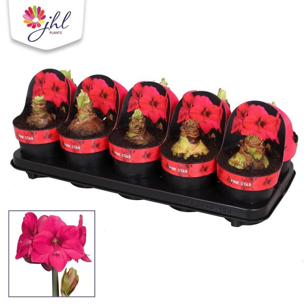 Amaryllis, rosa - Sorte: Pink Star, 14cm Topf, (Hippeastrum Hybride)