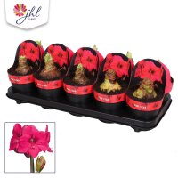 Amaryllis, rosa - Sorte: Pink Star, 14cm Topf,...