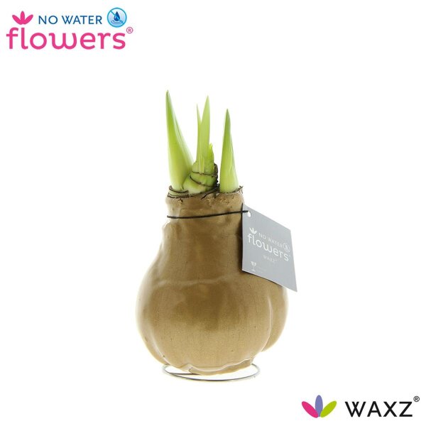 Waxz® Amarylliszwiebel (Hippeastrum Hybride), Wachskleid in der Farbe: gold