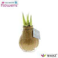 Waxz® Amarylliszwiebel (Hippeastrum Hybride),...