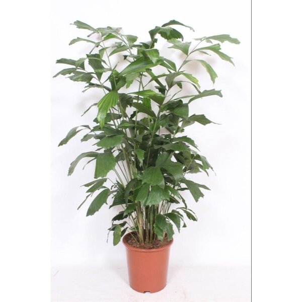 Fischschwanzpalme, (Caryota mitis), im 24cm Topf, ca. 120cm hoch