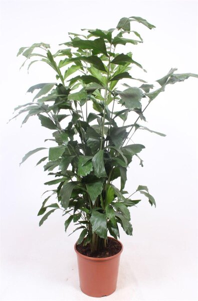 Fischschwanzpalme, (Caryota mitis), im 24cm Topf, ca. 140cm hoch