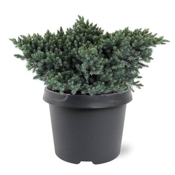 Blauer Zwerg-Wacholder, (Juniperus squamata), Sorte: Blue Star, im 19cm Topf, ca. 25cm hoch