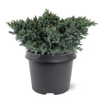 Blauer Zwerg-Wacholder, (Juniperus squamata), Sorte: Blue...