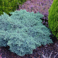 Blauer Zwerg-Wacholder, (Juniperus squamata), Sorte: Blue Star, im 19cm Topf, ca. 25cm hoch