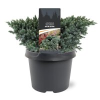 Blauer Zwerg-Wacholder, (Juniperus squamata), Sorte: Blue Star, im 19cm Topf, ca. 25cm hoch