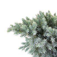 Blauer Zwerg-Wacholder, (Juniperus squamata), Sorte: Blue Star, im 19cm Topf, ca. 25cm hoch
