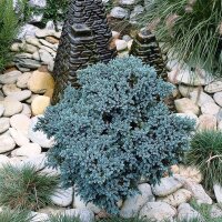Blauer Zwerg-Wacholder, (Juniperus squamata), Sorte: Blue Star, im 19cm Topf, ca. 25cm hoch