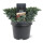 Blauer Zwerg-Wacholder, (Juniperus squamata), Sorte: Blue Star, im 19cm Topf, ca. 25cm hoch