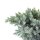 Blauer Zwerg-Wacholder, (Juniperus squamata), Sorte: Blue Star, im 19cm Topf, ca. 25cm hoch