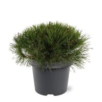 Krummholz-Kiefer, (Pinus mugo), Sorte: Mughus, im 19cm Topf, ca. 30cm hoch